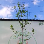 Magnólia japonská (Magnolia kobus)  - výška 330-350 cm, obvod kmeňa 6/8 cm, kont. C25L -  NA KMIENKU